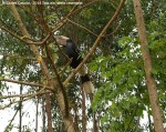 Black&white casqued hornbill