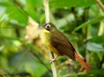 Red tailed Bristlebill