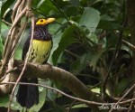 Yellow billed barbet