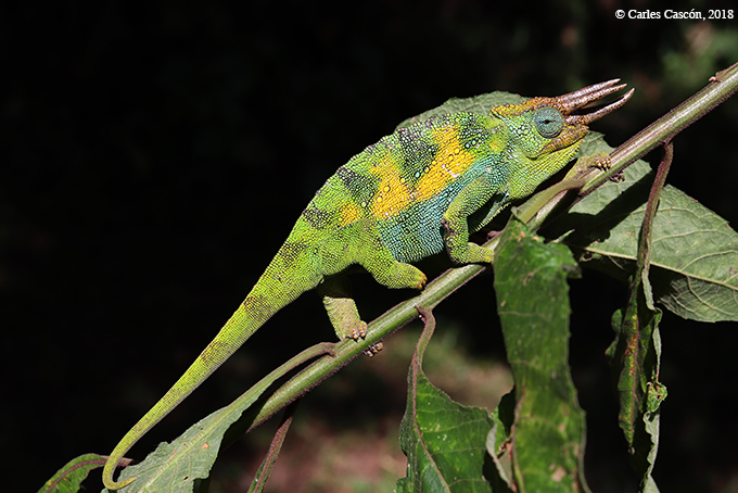 Threeo Horned Chamaleon