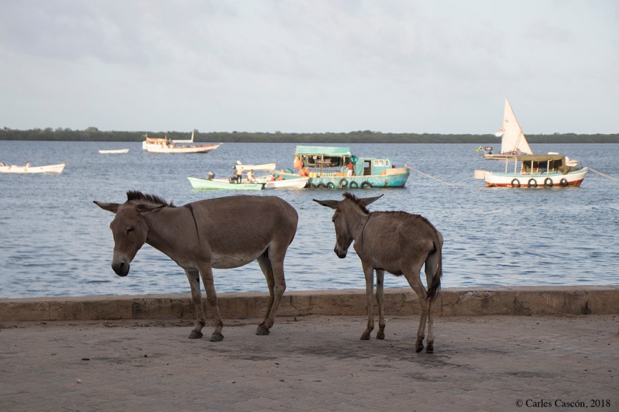 Lamu Town