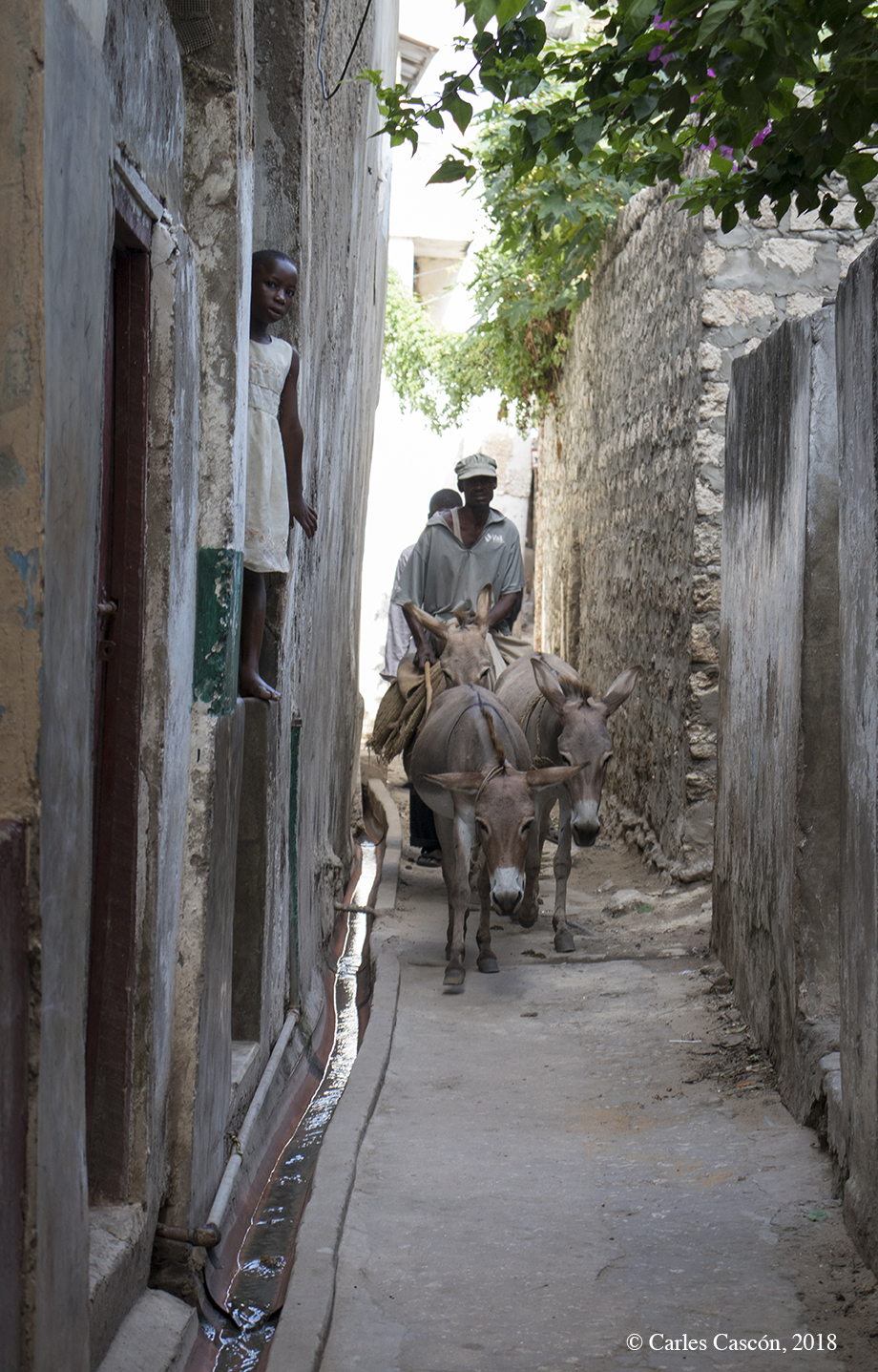 ¡Paso a los burros! Lamu Town