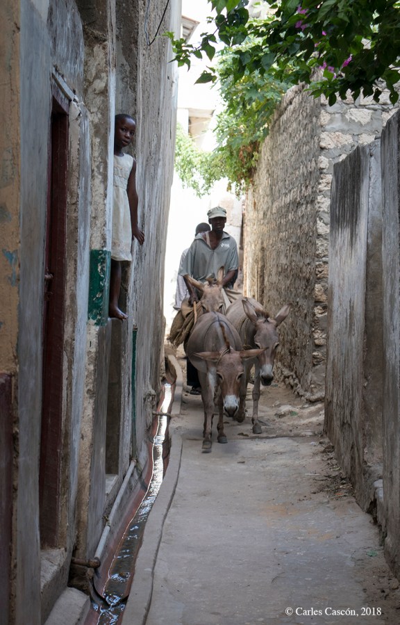 ¡Paso a los burros! Lamu Town